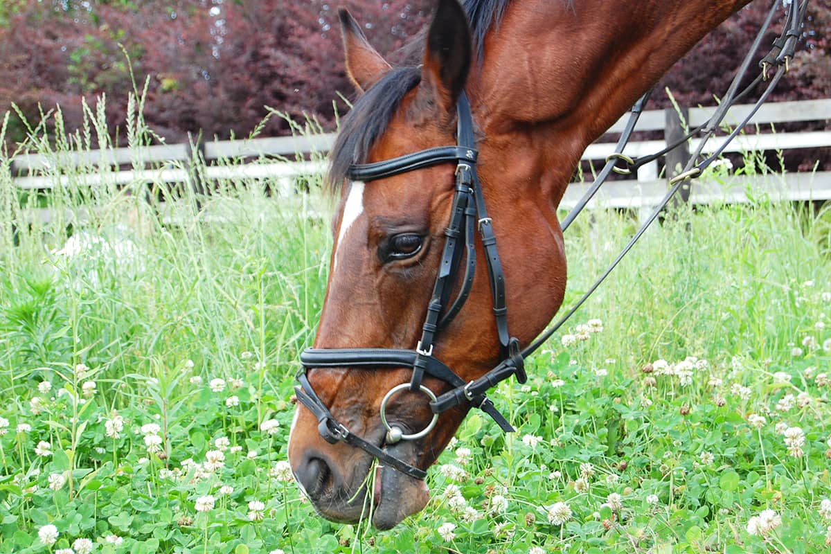 (photo) Tomisato Horse Park 6