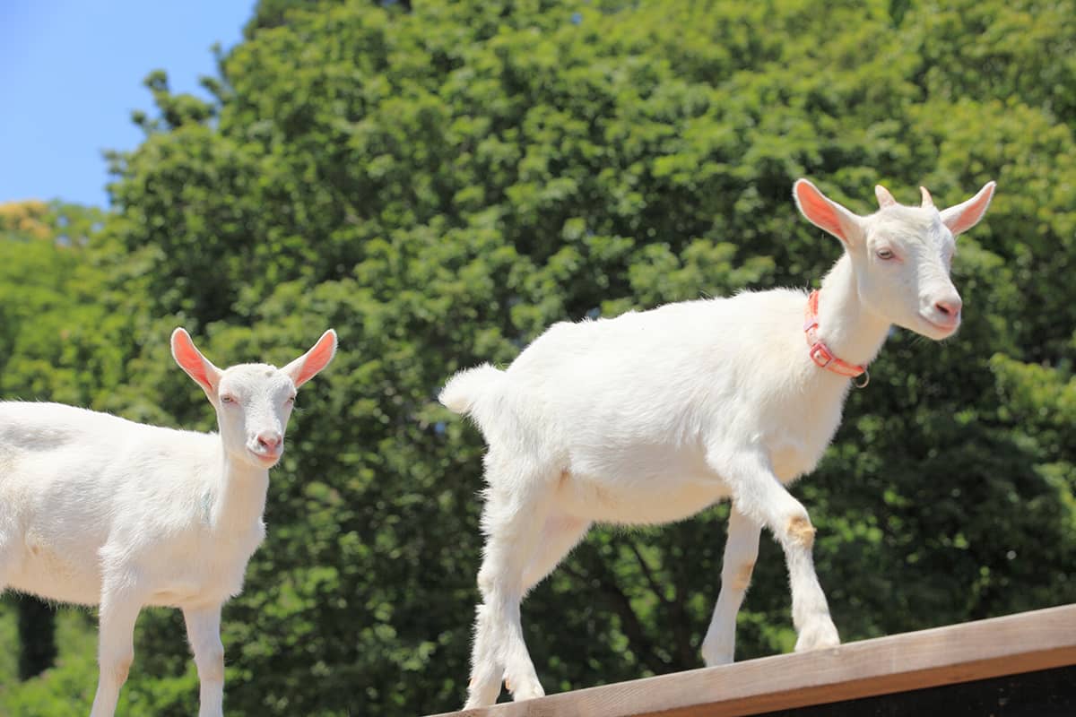 (photo) Country Farm Tokyo German Village 5