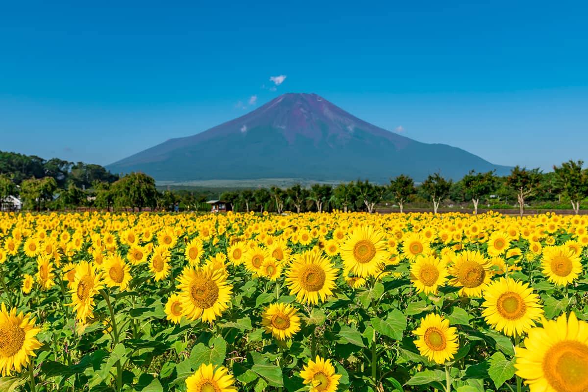 (写真) 山中湖 5