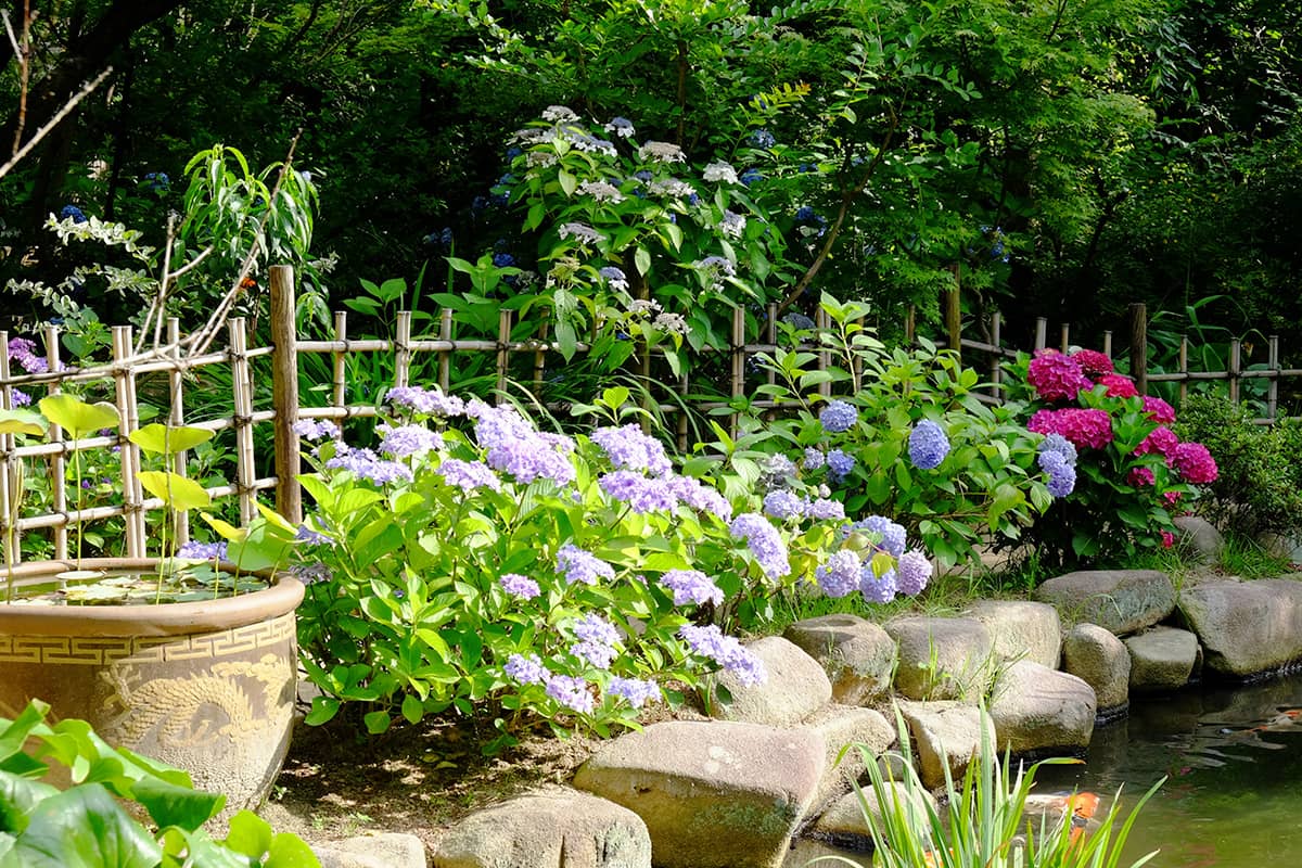 (photo) Shukkeien Garden 5