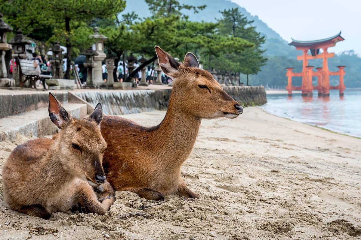 (photo) Miyajima 6
