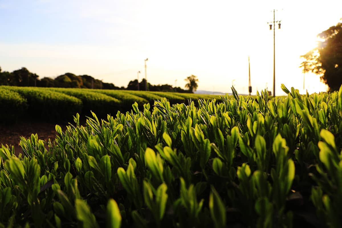 (写真) 牧之原大茶園 3