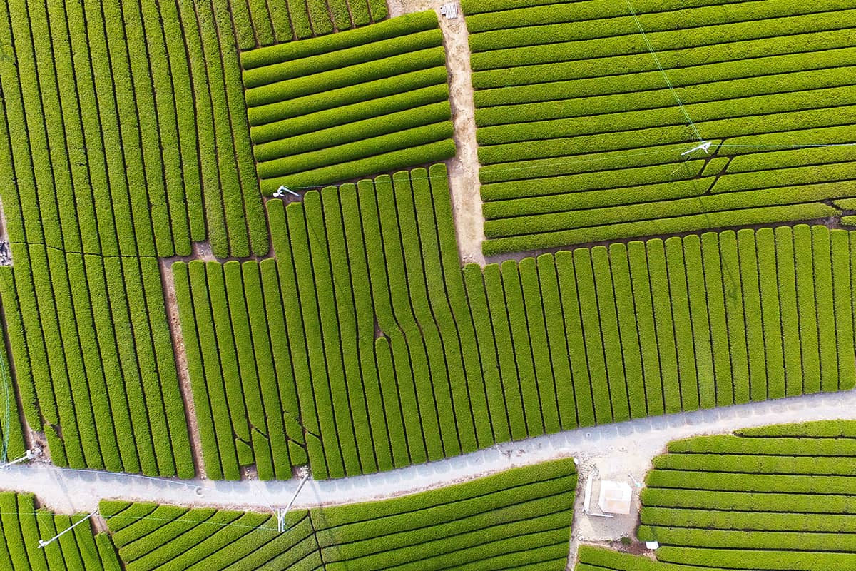 (写真) 牧之原大茶園 4