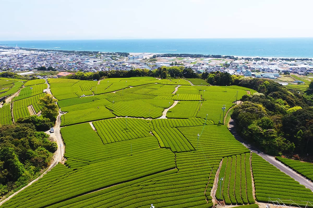 (写真) 牧之原大茶園 6