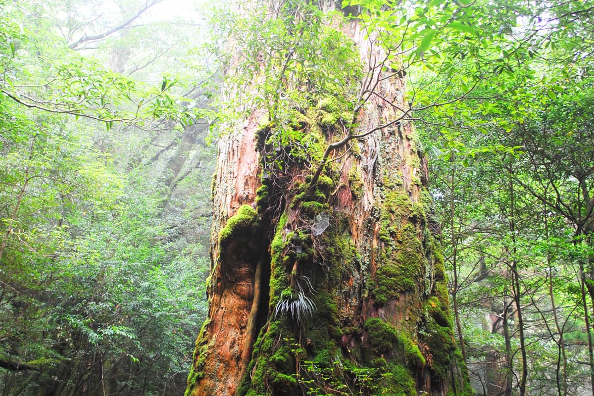 (写真) 白谷雲水峡（屋久島） 4