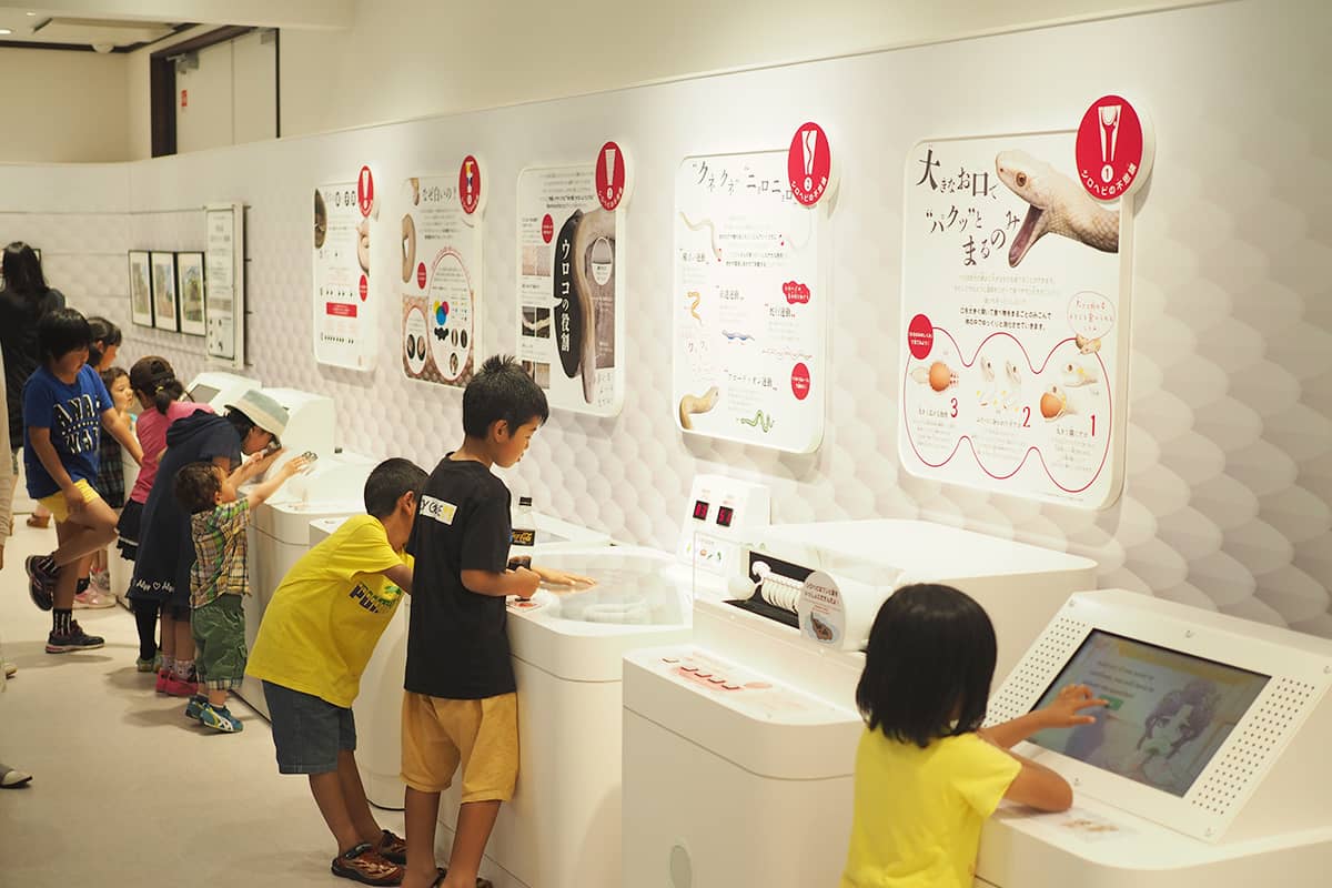 (写真) 岩国のシロヘビ 3