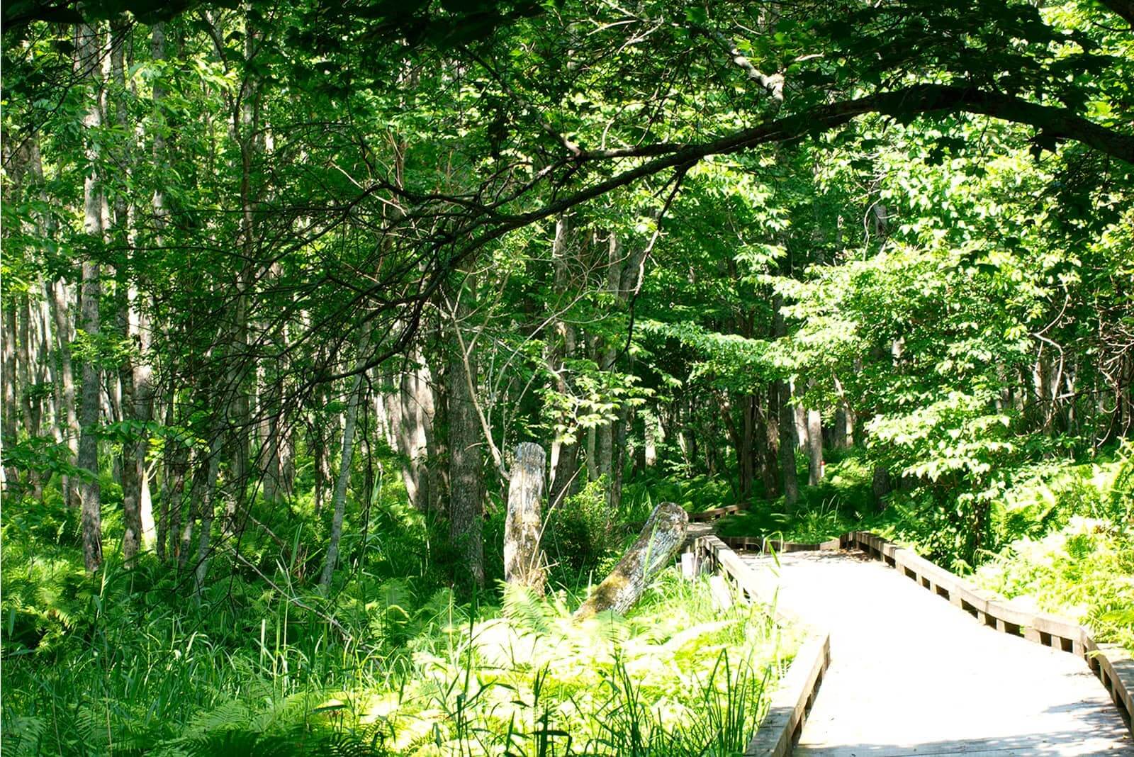 (写真) 釧路湿原国立公園 5
