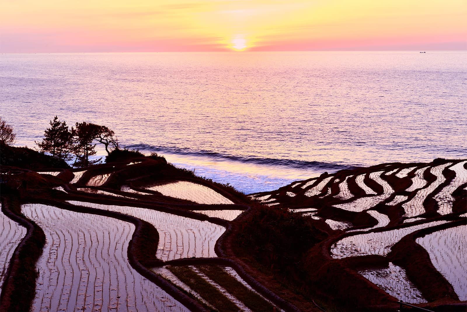 (photo) Senmaida Rice Fields 3
