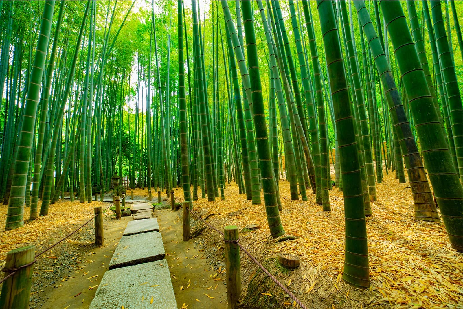 (photo) Kamakura 4