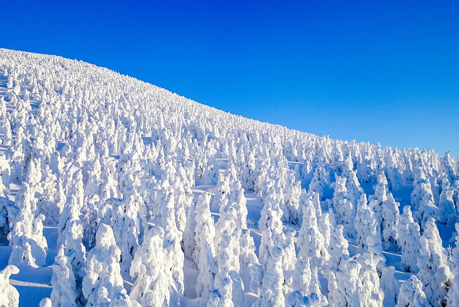 (写真) 蔵王 2