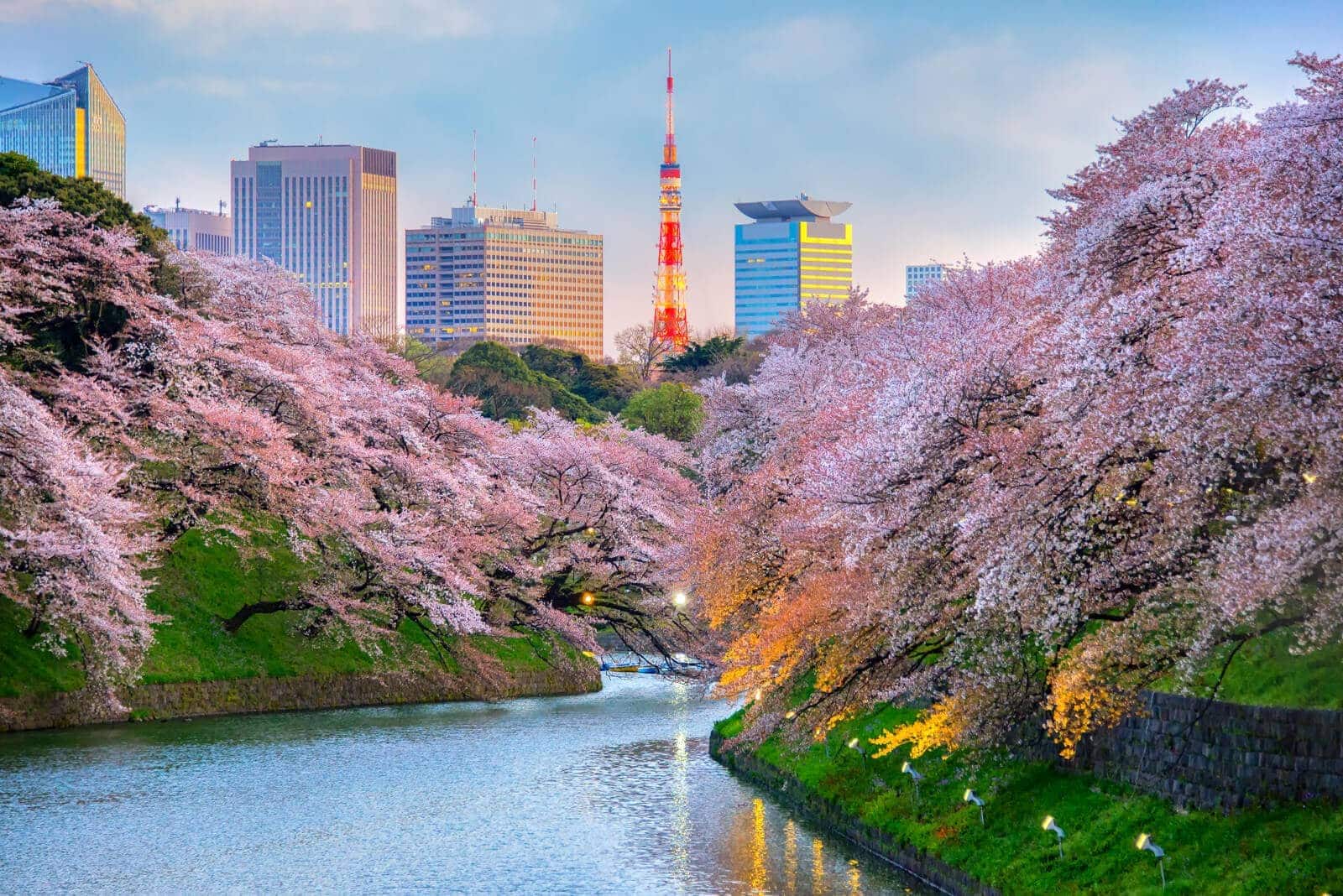 (写真) 東京タワー 2