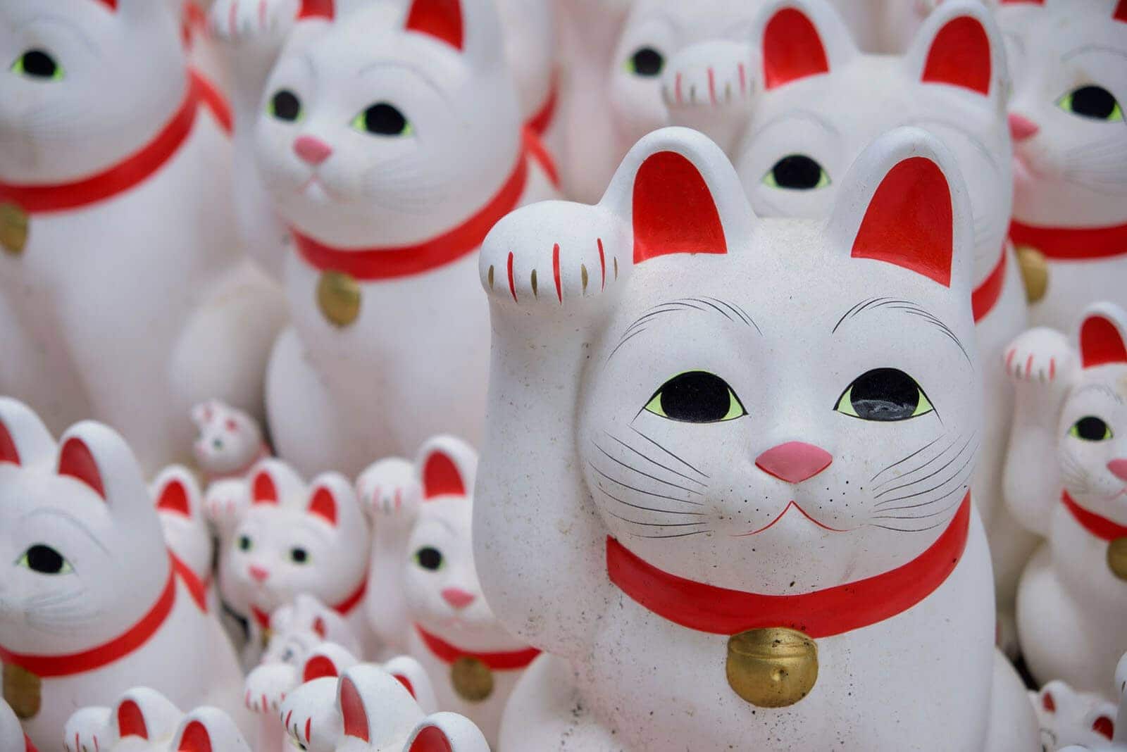 (写真) 豪徳寺 1