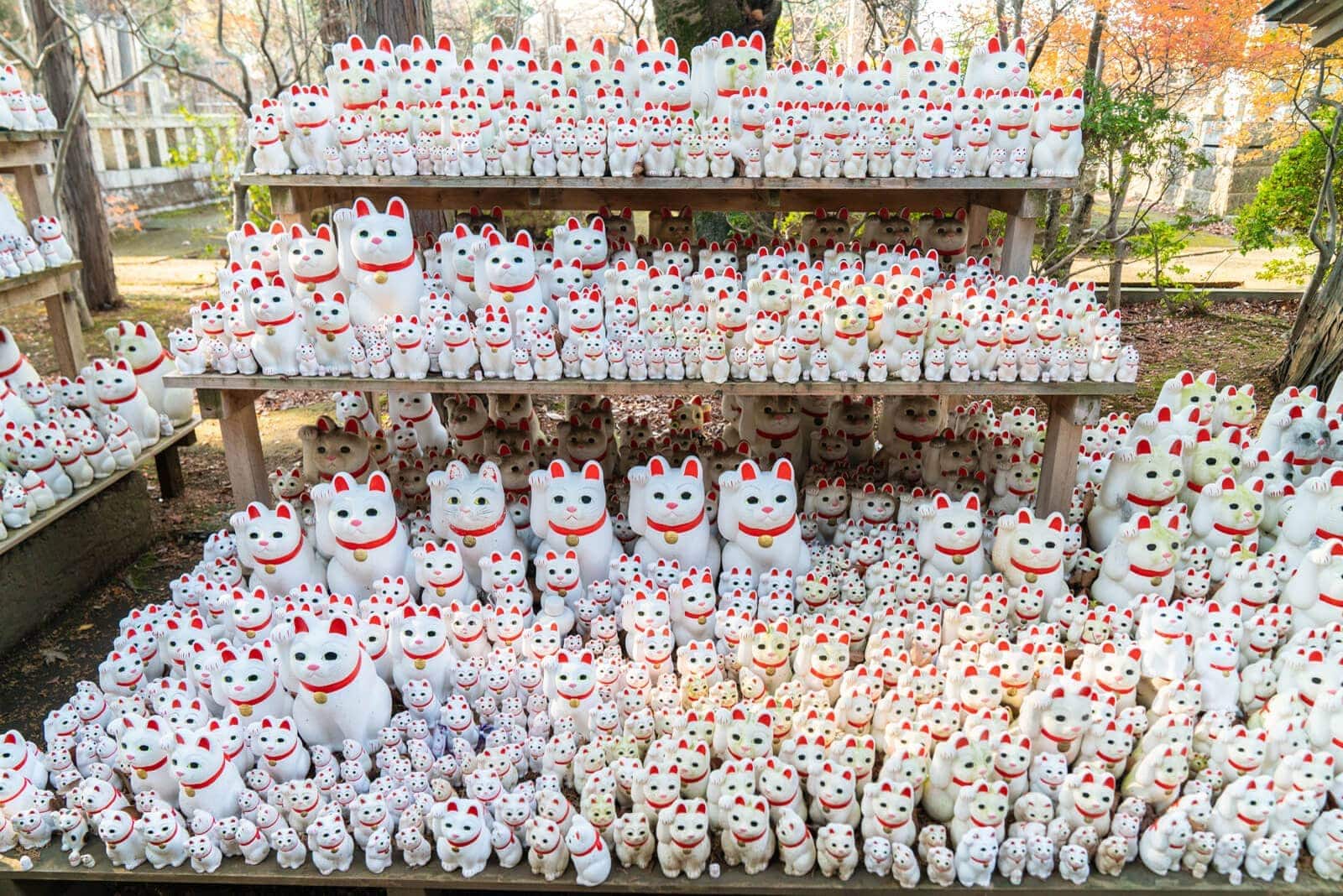 (写真) 豪徳寺 2
