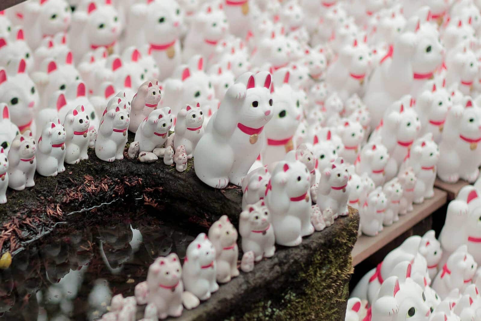 (写真) 豪徳寺 3