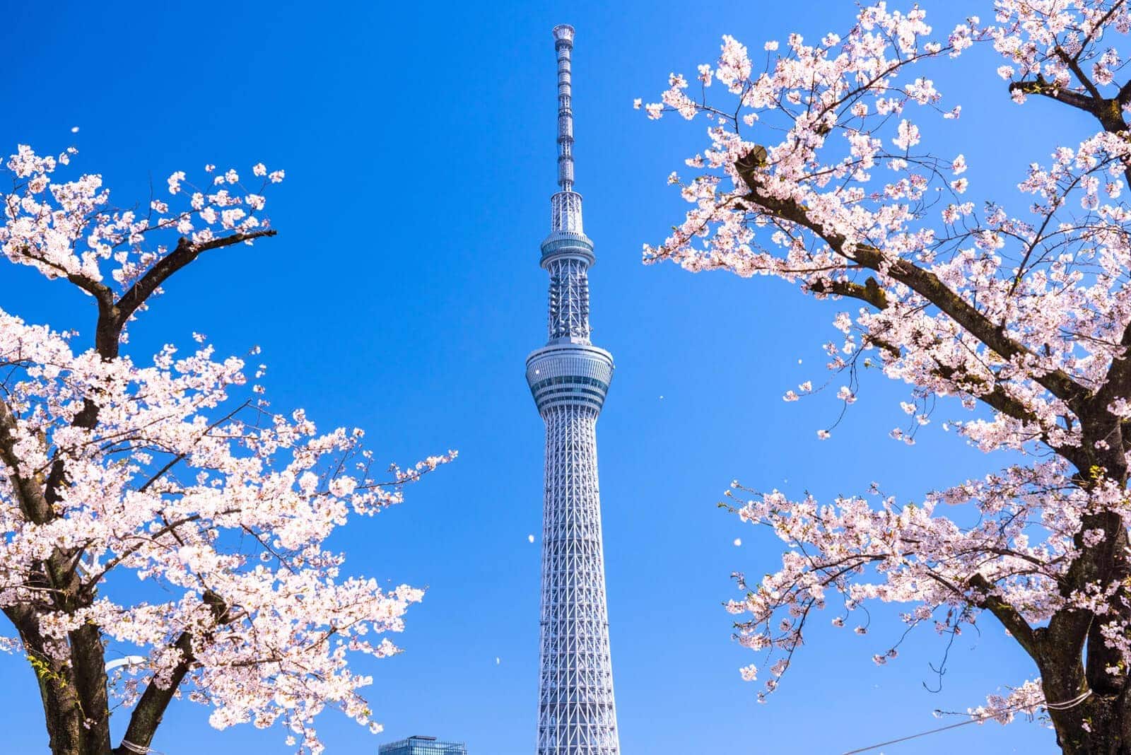 (写真) 東京スカイツリー 2