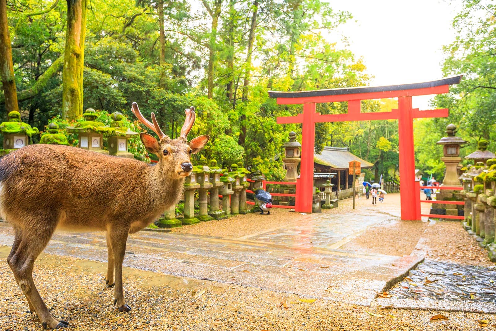 (写真) 奈良 5