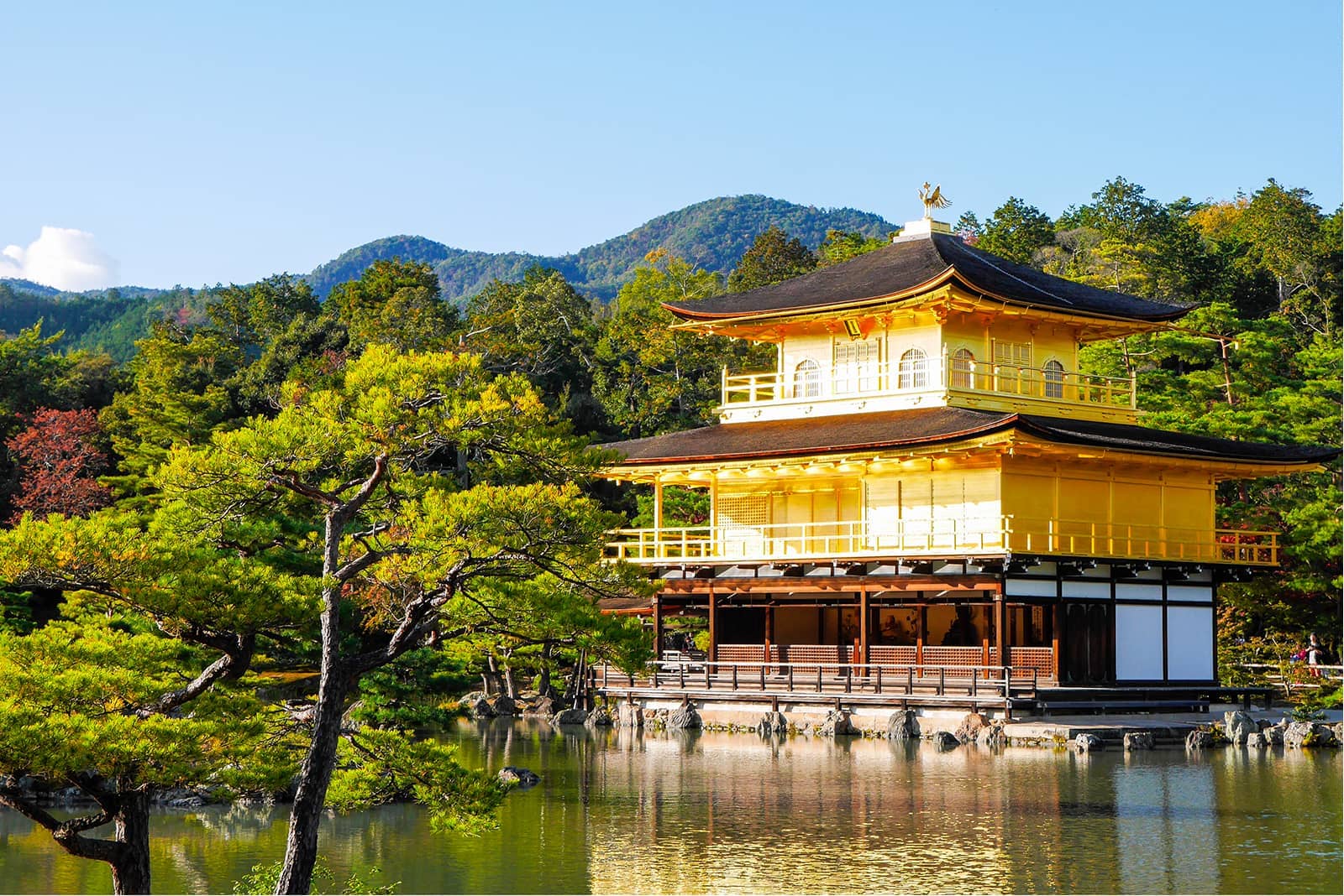 (写真) 金閣寺 1