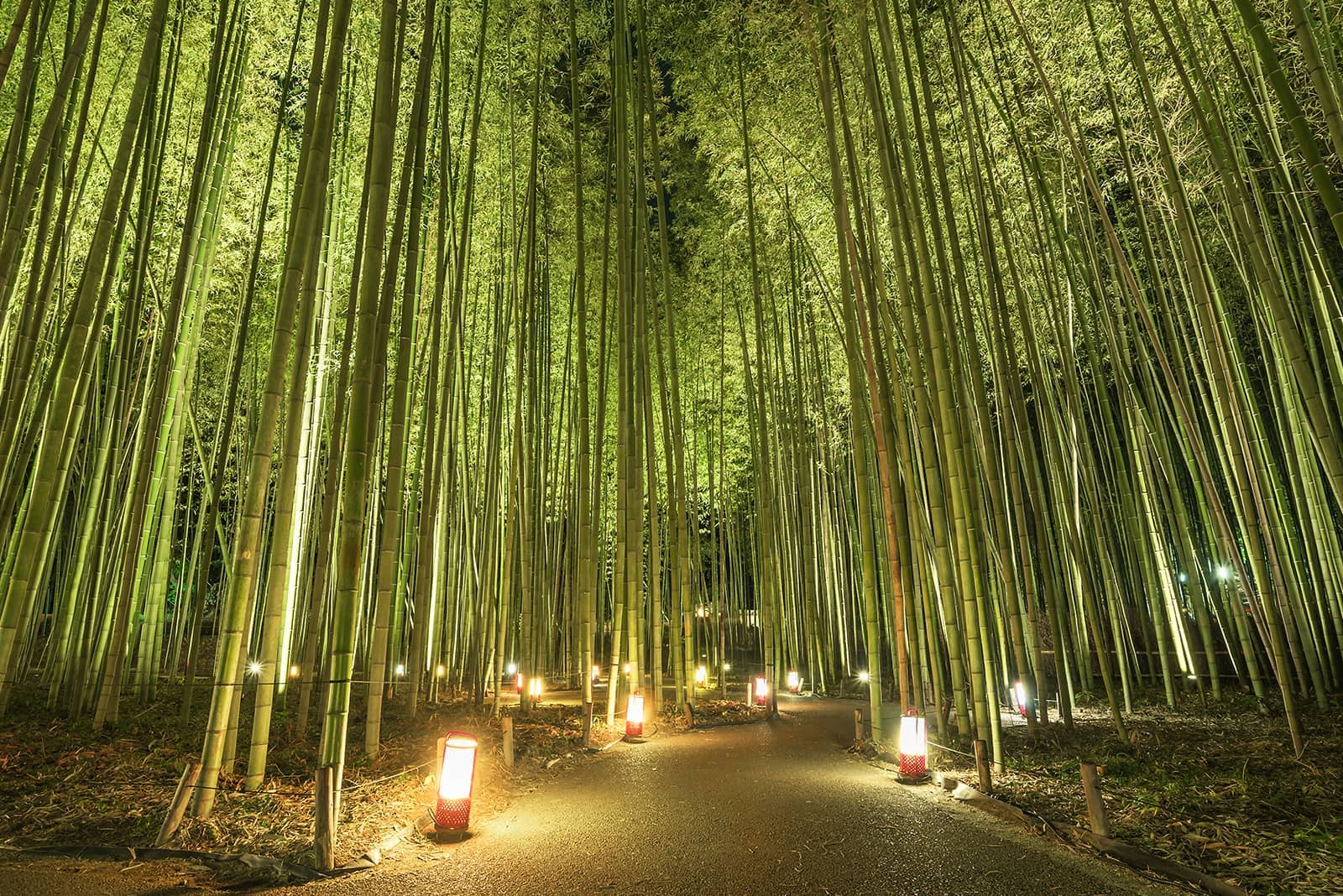 (写真) 嵐山 5