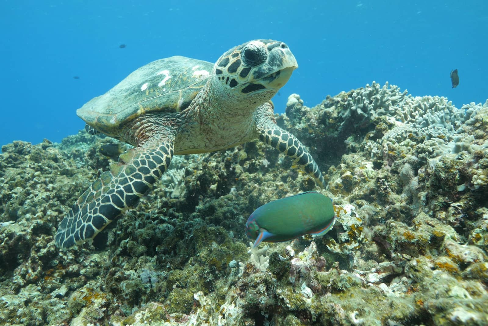 (写真) 川平湾 2