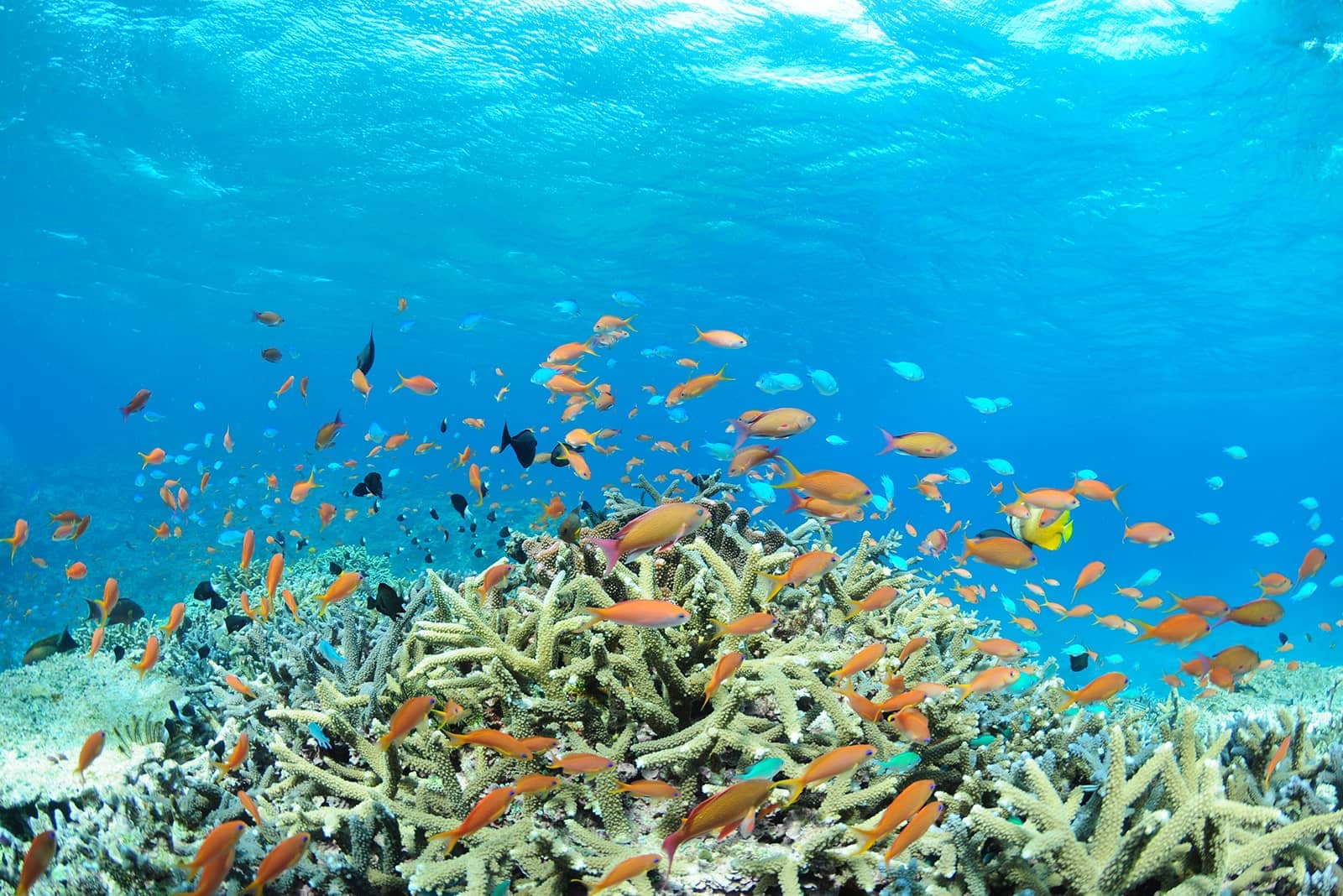 (写真) 川平湾 6