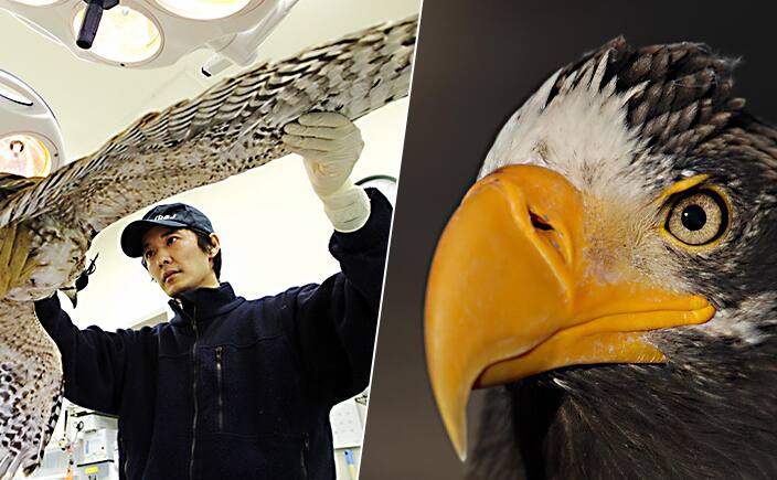 猛禽類（もうきんるい）医学研究所 齊藤獣医師と学ぶ 野生動物との共生と環境 釧路・根室4日間