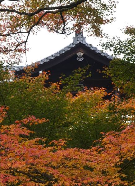 東福寺の燃えるような紅葉