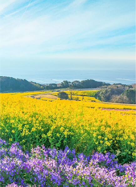 花に包まれる淡路島