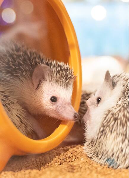 癒しのハリネズミ