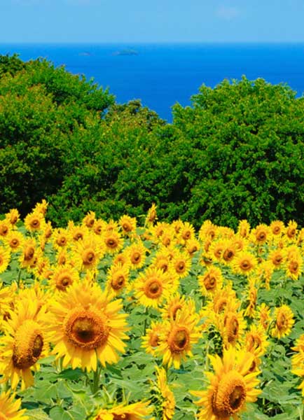 能古島の花の世界