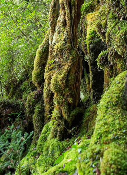 屋久島の神秘に触れる