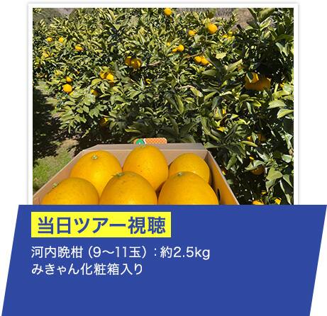河内晩柑（9～11玉）：約2.5kg みきゃん化粧箱入り