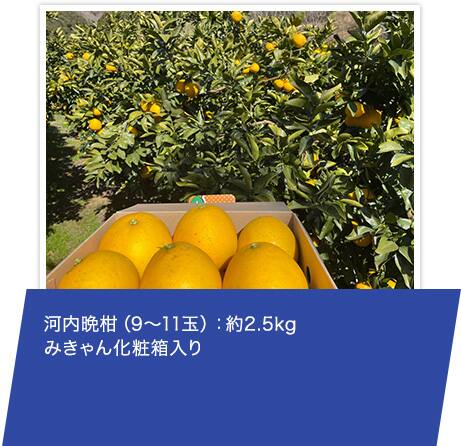 河内晩柑（9～11玉）：約2.5kg みきゃん化粧箱入り