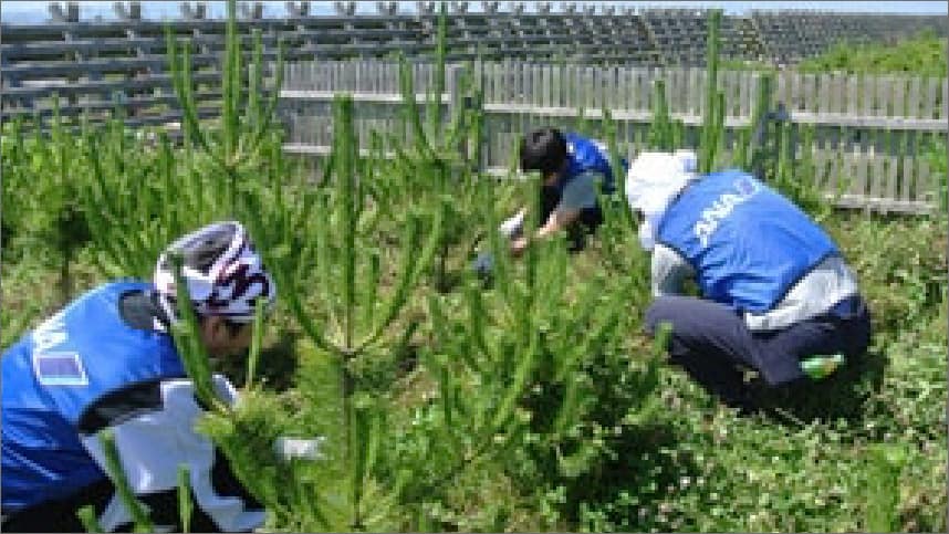three ANA employees planting trees