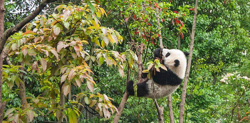 a landscape of Chengdu