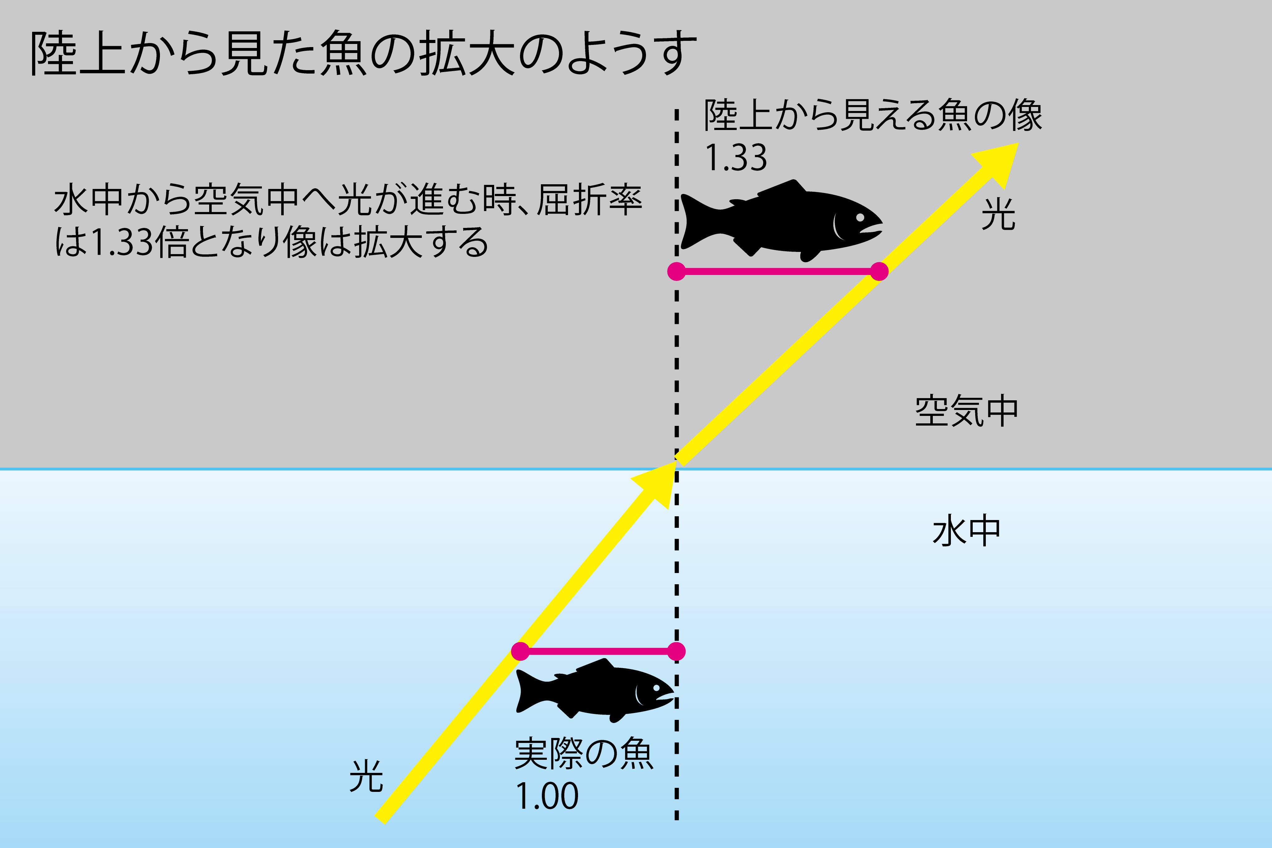 陸上から見た魚の拡大のようす　水中から空気中へ光が進む時、屈折率は1.33倍となり像は拡大する