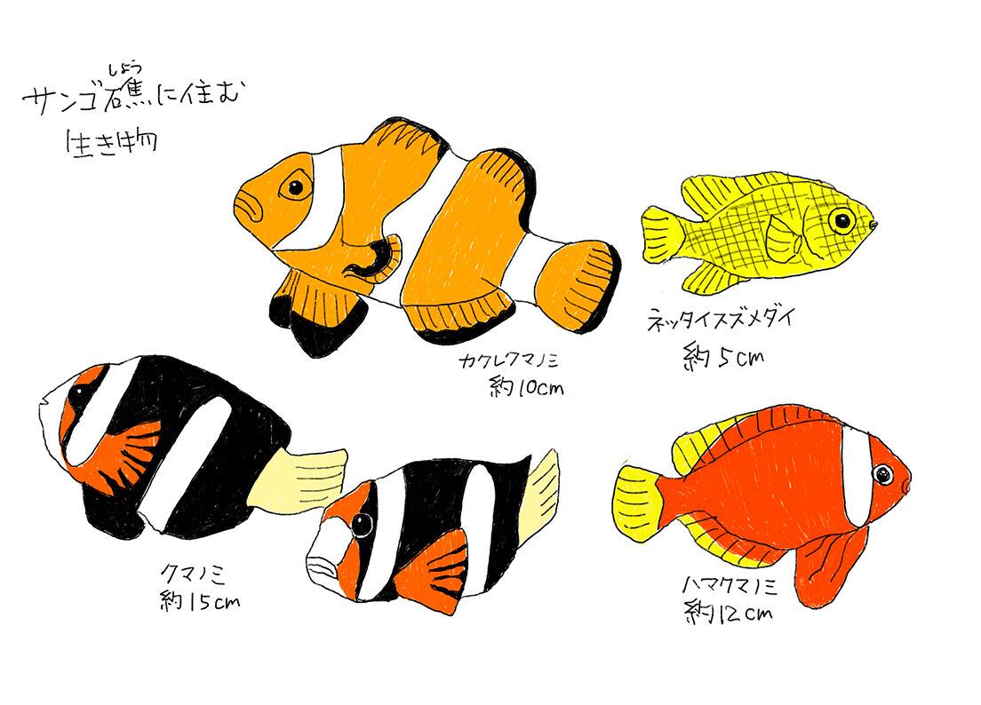 サンゴ礁に住む生き物 カクレクマノミ約10cm ネッタイスズメダイ約5cm クマノミ約15cm ハナクマノミ約12cm